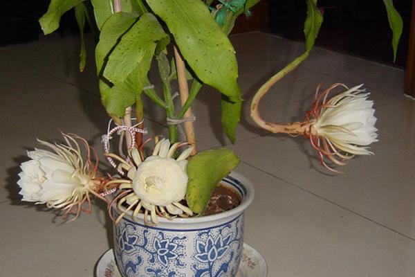 怎么修剪昙花，枯枝残叶可直接剪掉