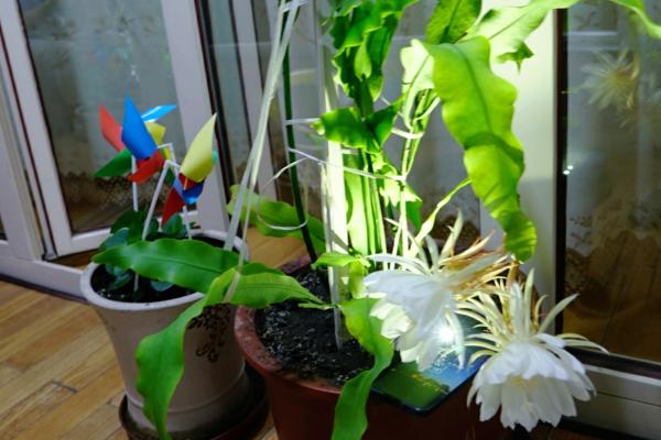 怎么修剪昙花，枯枝残叶可直接剪掉