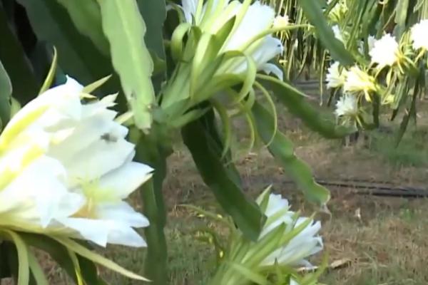 怎么修剪昙花，枯枝残叶可直接剪掉