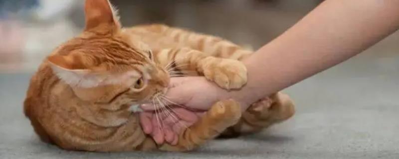 猫咪为什么会轻咬主人