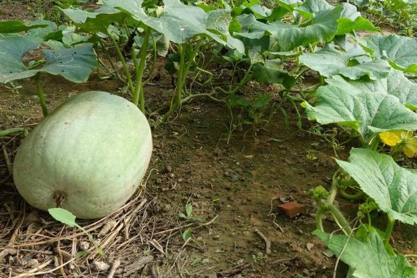 冬天能否种植白瓜，冬季可在大棚内栽培