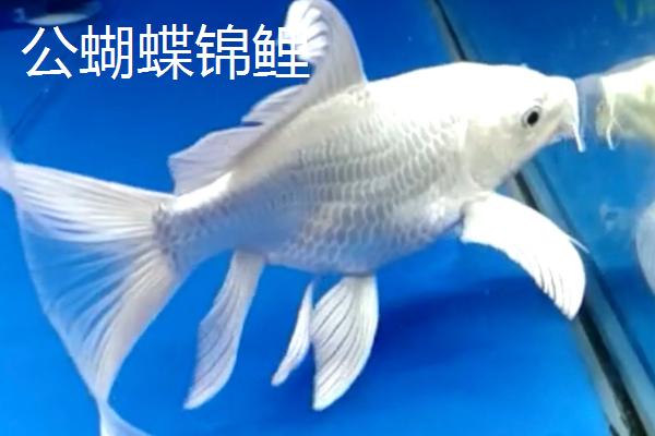 蝴蝶锦鲤怎么分公母，公鱼的体型修长