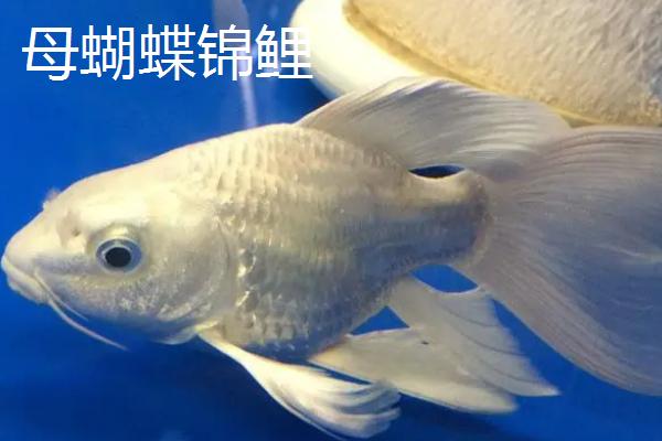 蝴蝶锦鲤怎么分公母，公鱼的体型修长