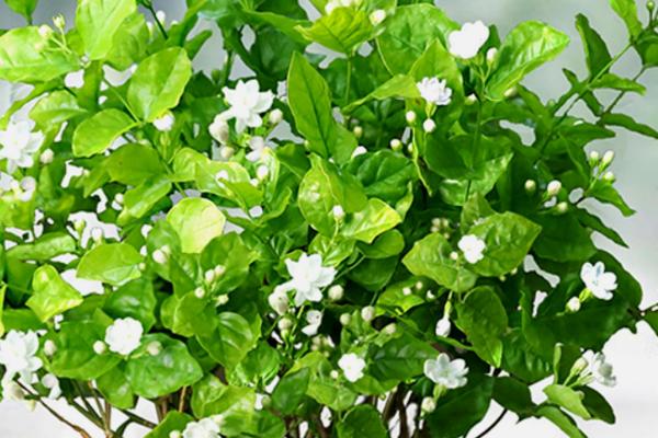 如何避免茉莉叶片干青，需经常保持盆土微潮