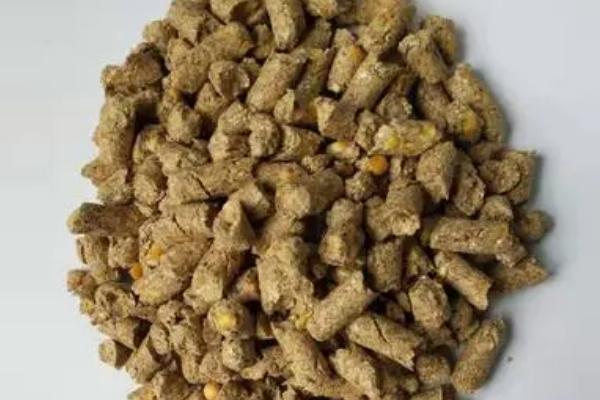 母猪产后喂什么饲料，青绿多汁的饲料适口性好