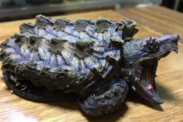 鳄龟吃不吃龟粮，可以投喂但无法提供足够的营养