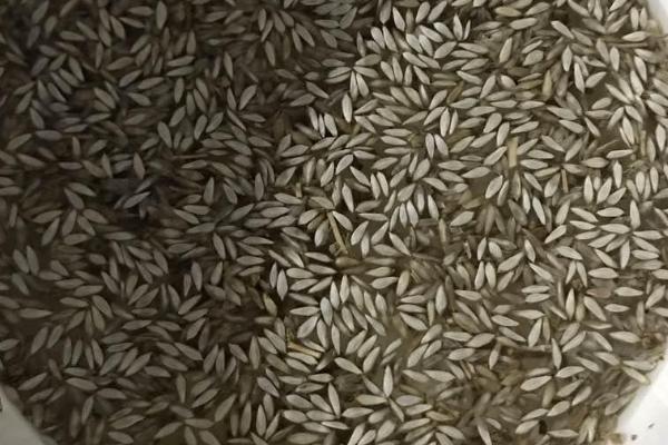 生菜种子的处理方法，需在15-20℃的环境下催芽
