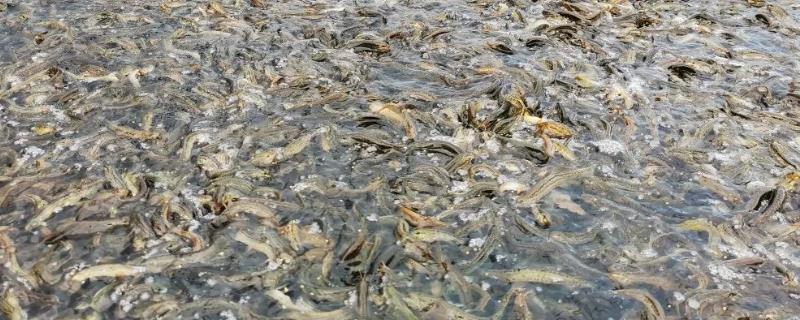 泥鳅喂什么食物