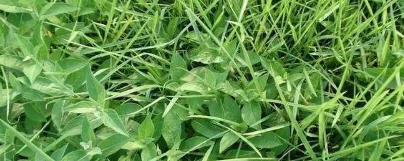 草甘膦的制备方法