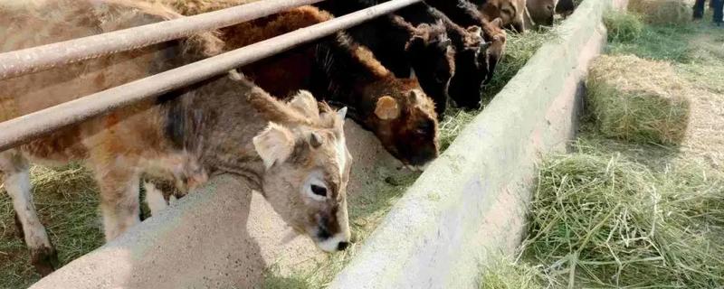 牛吃什么饲料长得快