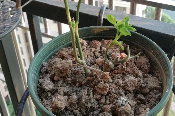 饼肥适合哪些花卉，金钱树、兰花和幸福树都适用
