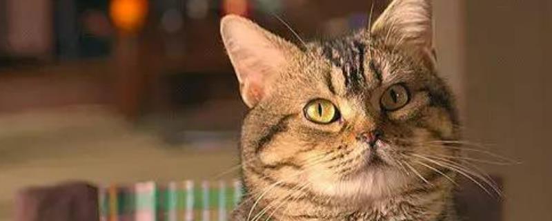 猫给另外一只猫舔毛代表什么