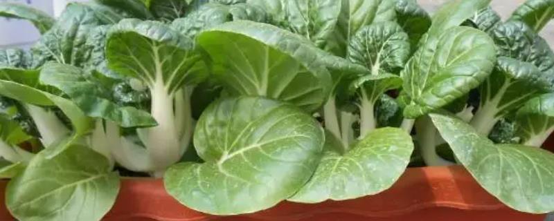 阳台种植白菜的要点