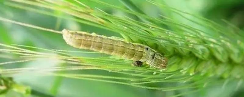如何防治小麦粘虫