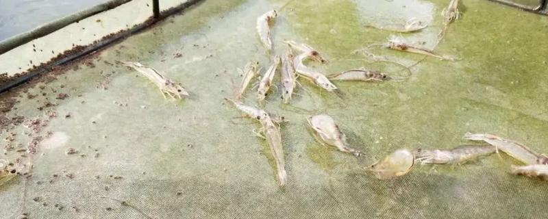 南美白对虾的养殖技术
