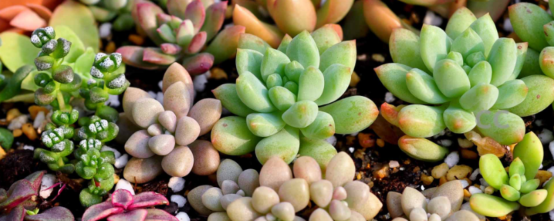 养殖多肉植物的方法与注意事项