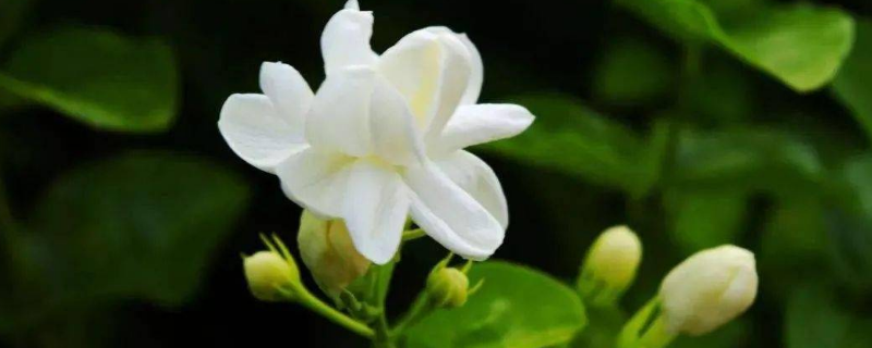 茉莉的养殖方法