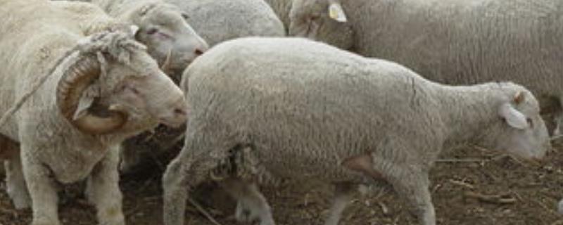 肉羊养殖方法