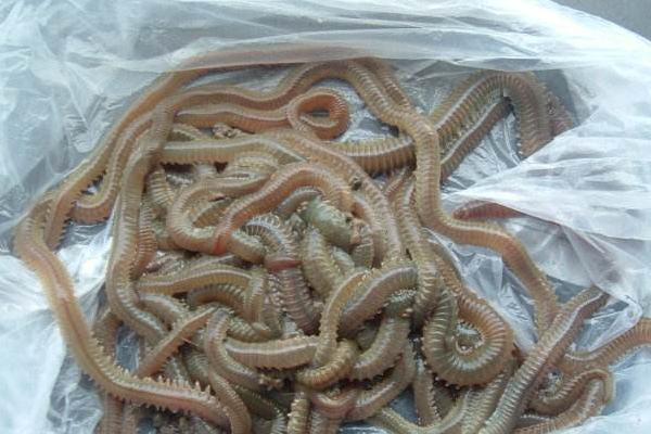 近海钓鱼所用线组，尼龙线、PE线均可使用