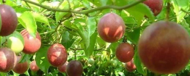 广西适合种植什么果树