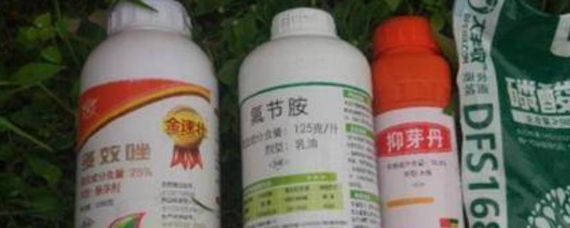 多效唑和芸苔素能一起喷吗