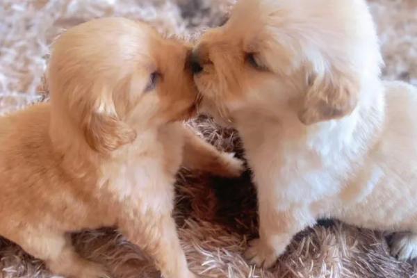 幼犬鼻子为什么总是喷气，如果是短鼻犬则不用担心