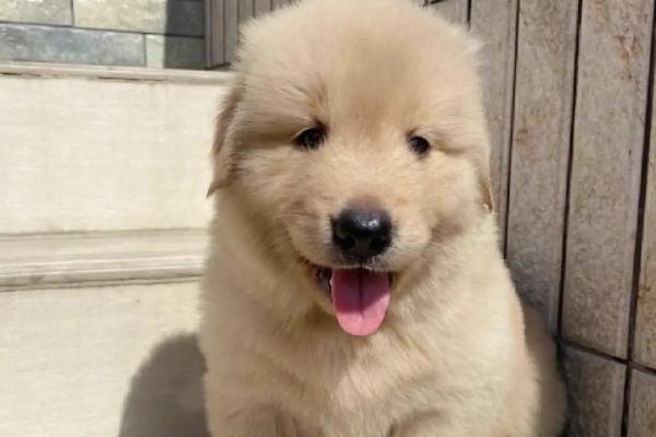 幼犬鼻子为什么总是喷气，如果是短鼻犬则不用担心
