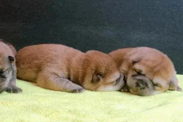 幼犬鼻子为什么总是喷气，如果是短鼻犬则不用担心