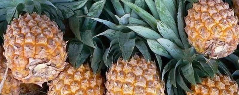 6月还有菠萝吗