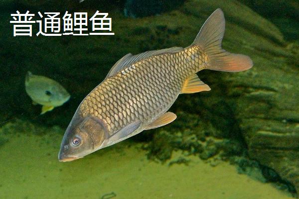 锦鲤和普通鲤鱼的区别，颜色和价值明显不同