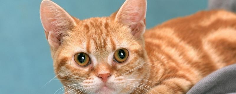 猫瘟有什么症状