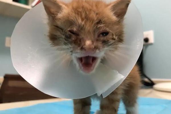 猫瘟有什么症状，幼猫染病会出现呕吐、发烧、体温升高等情况