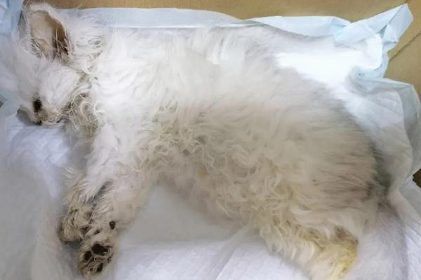 猫瘟有什么症状，幼猫染病会出现呕吐、发烧、体温升高等情况