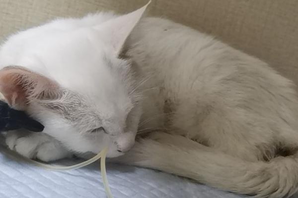 猫瘟有什么症状，幼猫染病会出现呕吐、发烧、体温升高等情况