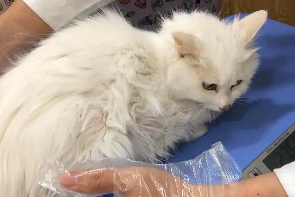 猫瘟有什么症状，幼猫染病会出现呕吐、发烧、体温升高等情况