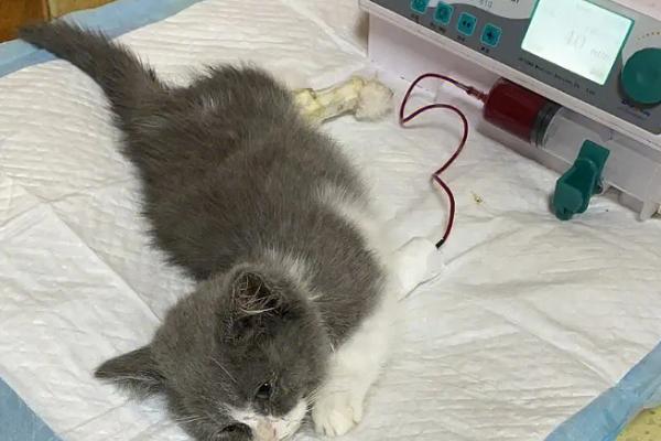 猫瘟有什么症状，幼猫染病会出现呕吐、发烧、体温升高等情况