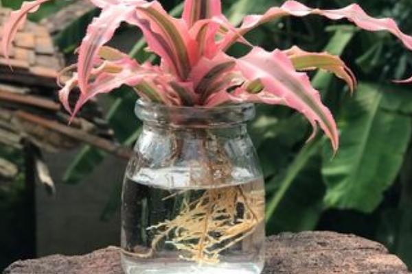 姬凤梨能不能水培，可以水培但要提供营养液