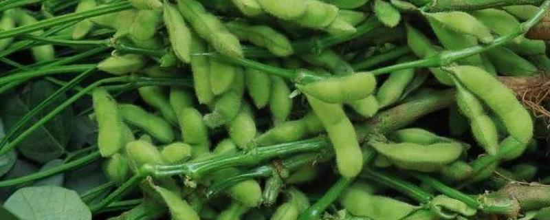 毛豆的品种
