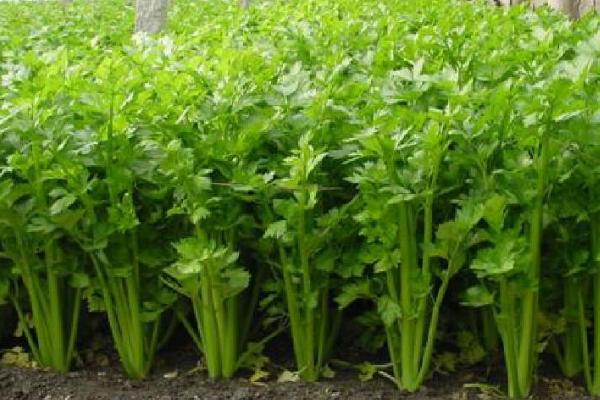 秋芹菜何时种植，9-10月份更加合适