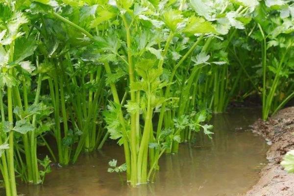 秋芹菜何时种植，9-10月份更加合适