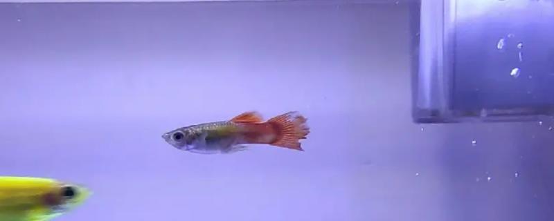 孔雀鱼尾巴为什么变色了