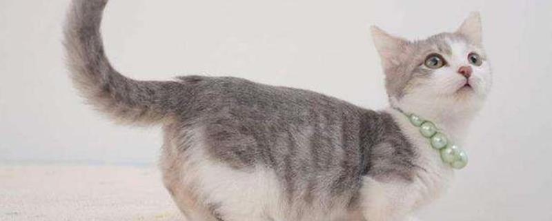 猫尾巴骨折能自愈吗
