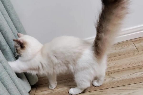 猫尾巴骨折能自愈吗，无法自愈需及时送医院治疗