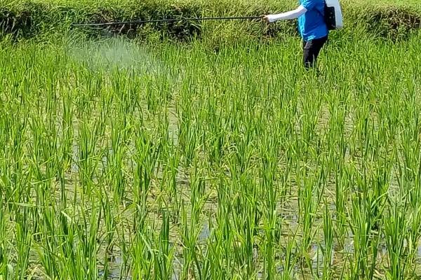 水稻田出现除草剂药害的原因和治理措施，过量喷药时水稻容易受害