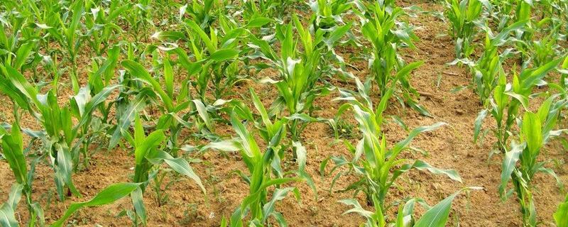 玉米高产种植技术