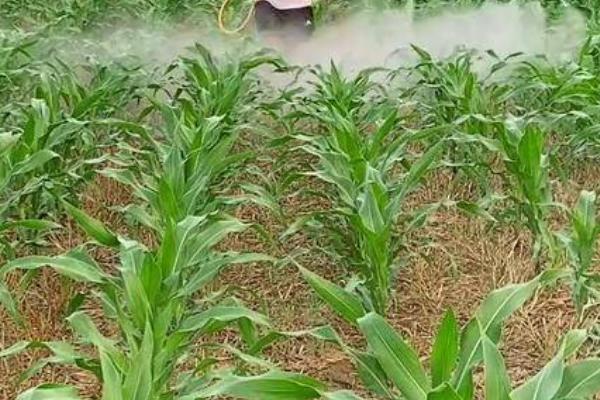 玉米高产种植技术，选择优质品种是关键