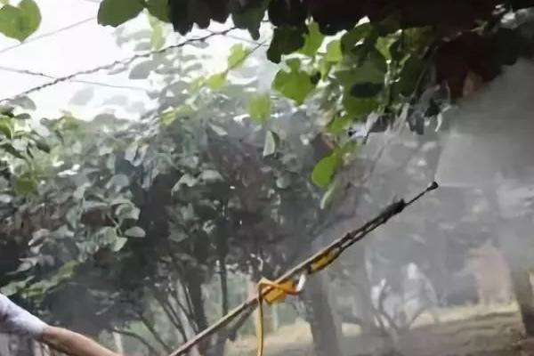 猕猴桃蒂腐病的症状，发病后果蒂处呈水渍状