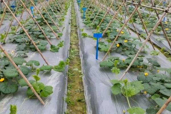 一亩地种多少株黑皮冬瓜，与栽培方式密切相关