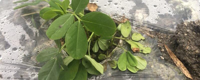 花生死苗的原因