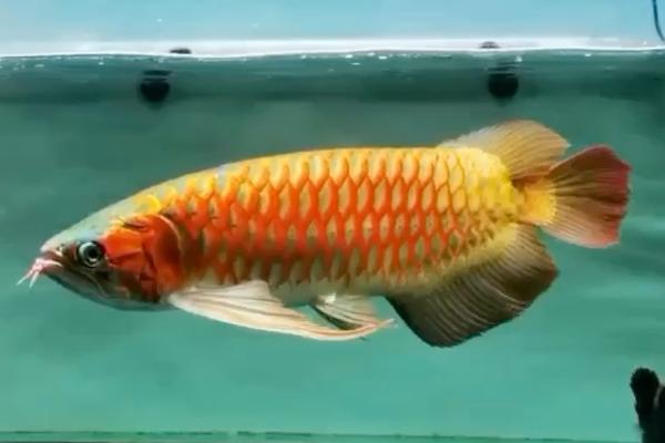 红龙鱼怎么养好，水温一定要控制好